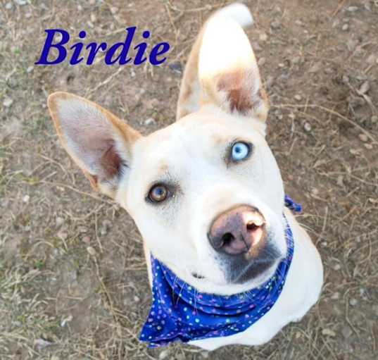 Photo of Birdie