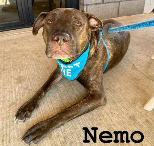 Photo of Nemo