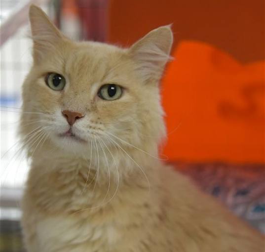 Photo of Sunny [Permanent Foster]