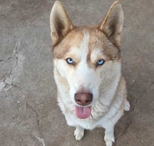 Photo of Bonito