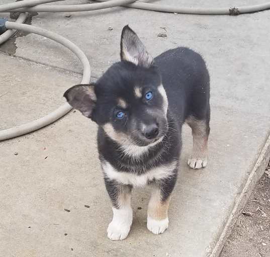 Photo of Pup 1