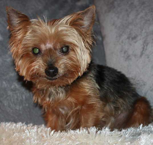Photo of Harley
