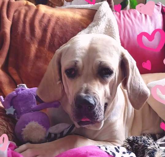 Photo of Babe #BrazilianMastiff wiggles