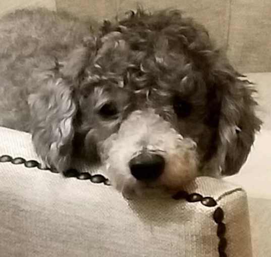 Photo of Marco-I am being fostered in Duplin County,NC