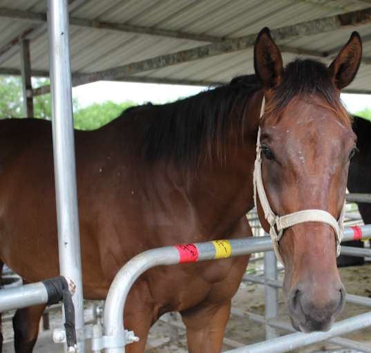 Photo of Hercules