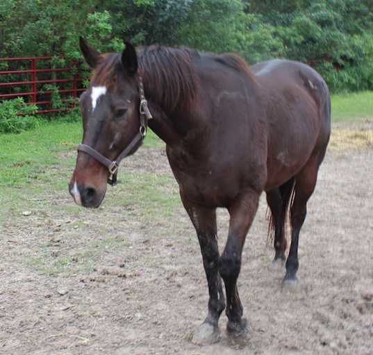 Photo of Valiant