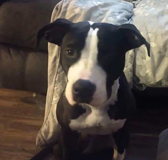 Photo of Harley