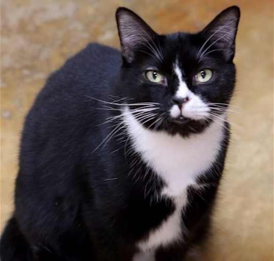 Photo of PIPER