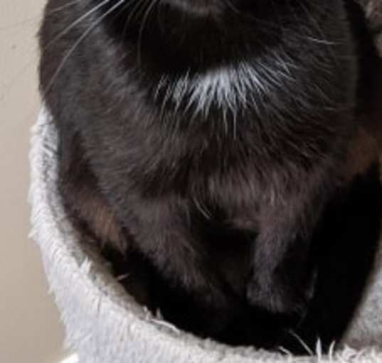 Photo of Amelia