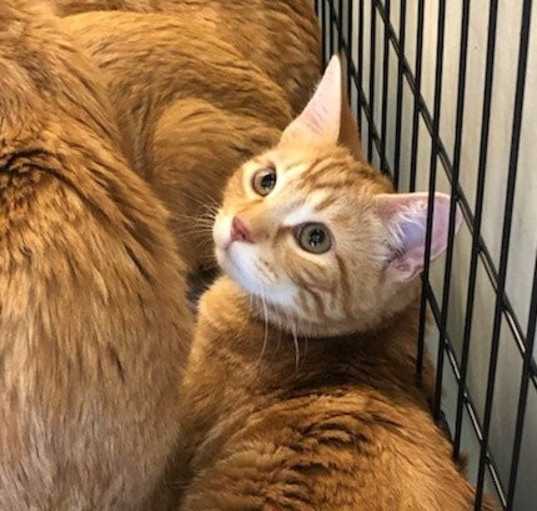 Photo of Jingles