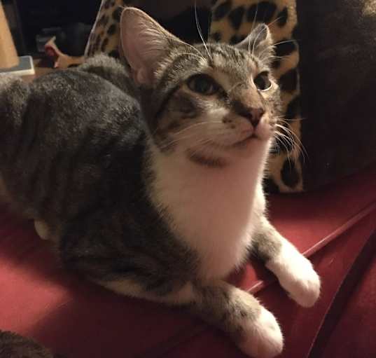 Photo of Chief