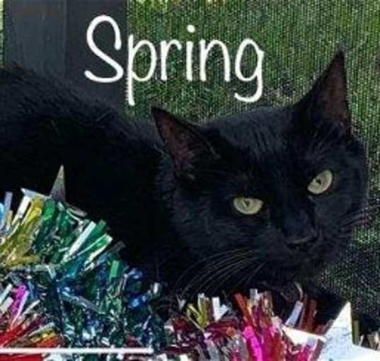 Photo of Spring