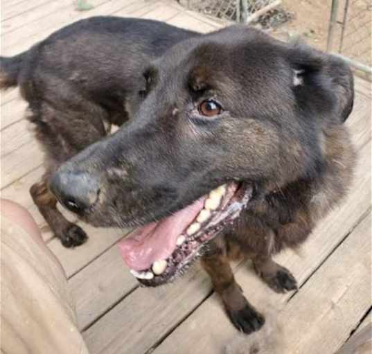 Photo of Bear