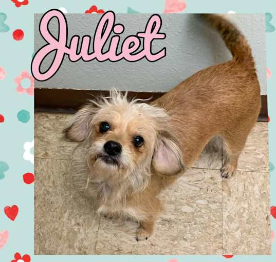 Photo of Juliet