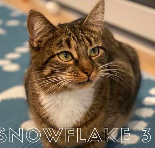 Photo of Snowflake 3