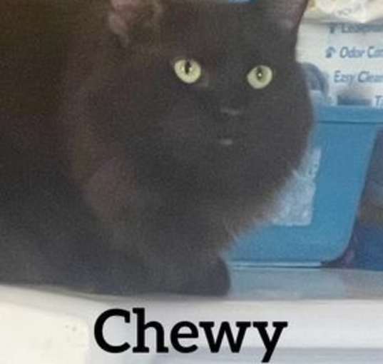 Photo of Chewy