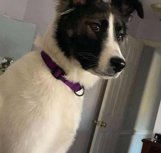 Photo of Bella