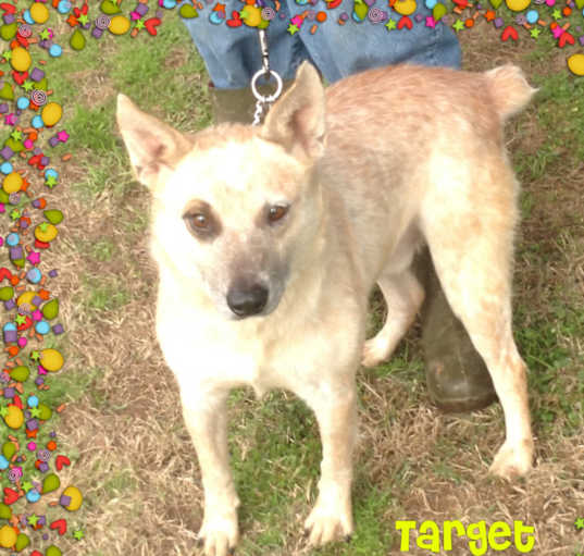 Photo of Target
