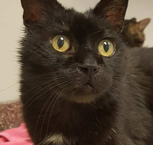 Photo of Chococat