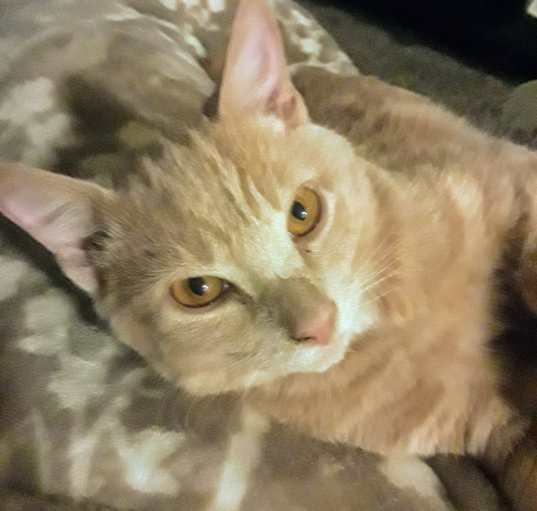 Photo of Charley