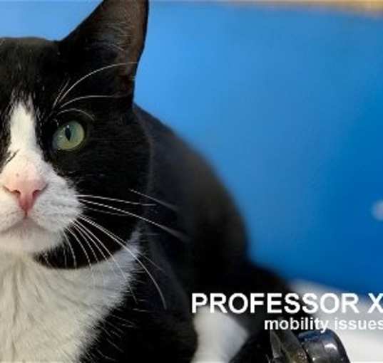 Photo of Professor X