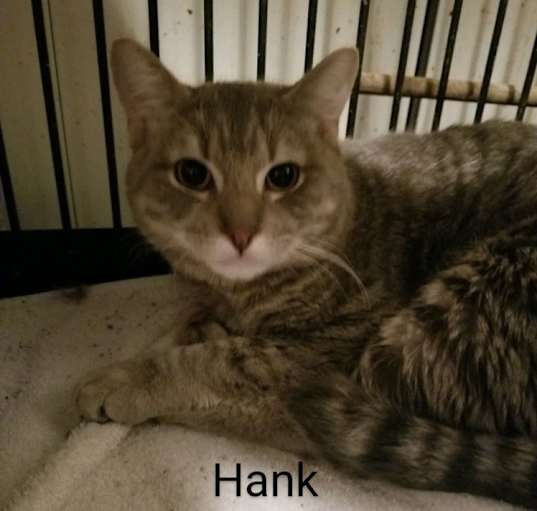 Photo of Hank