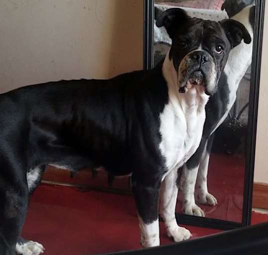Photo of Plum
