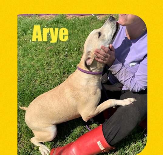 Photo of Arye