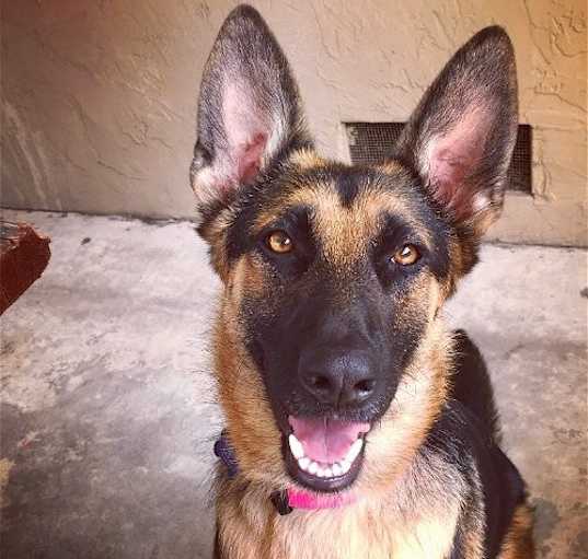 Photo of Sadie