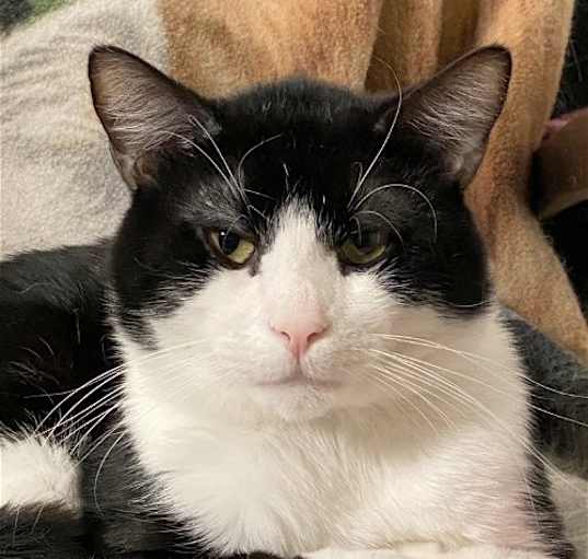 Photo of Domino (bonded with DB)