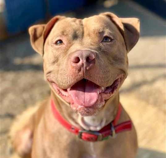 Photo of Diesel