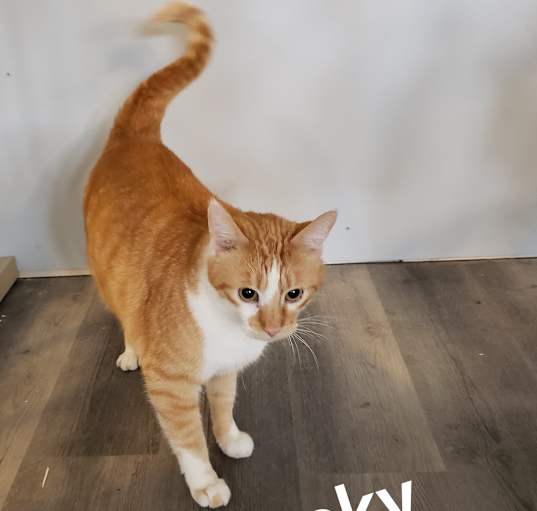 Photo of Lucky