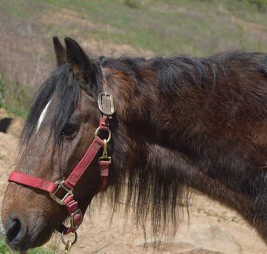Photo of KitKat