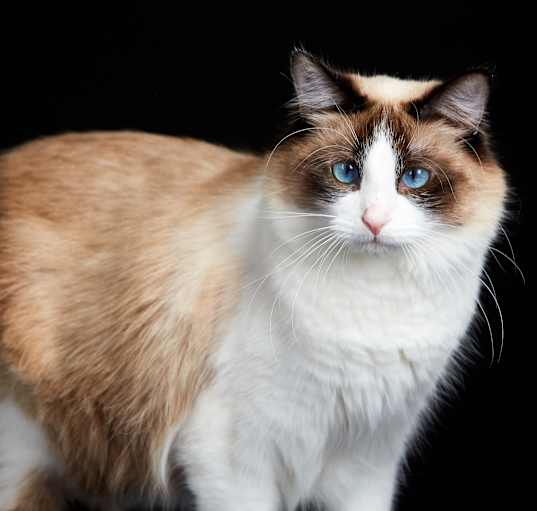 Photo of Yoshimi