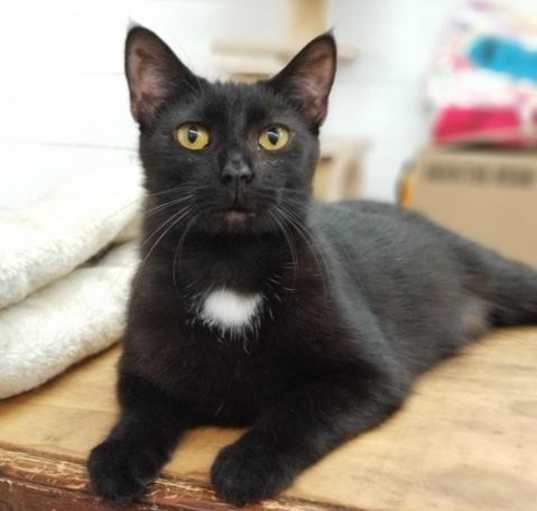 Photo of Soot