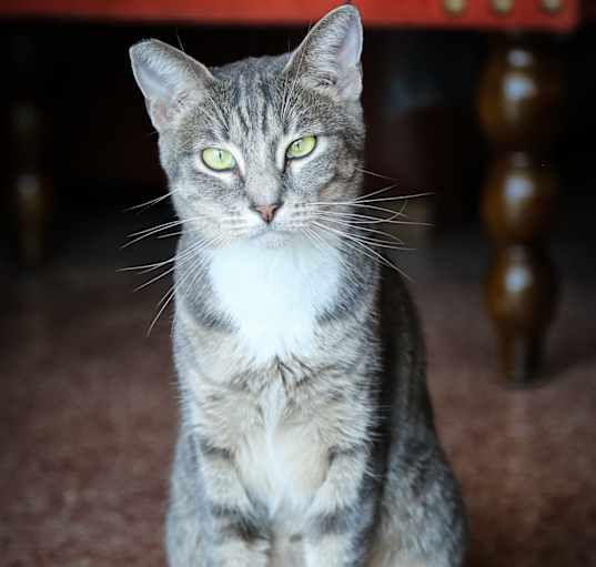 Photo of Dahlia