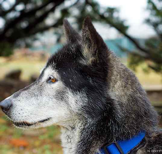 Photo of Shadow
