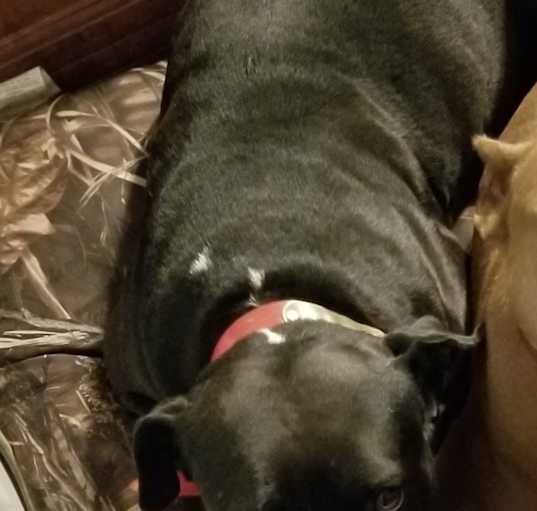 Photo of Shiloh