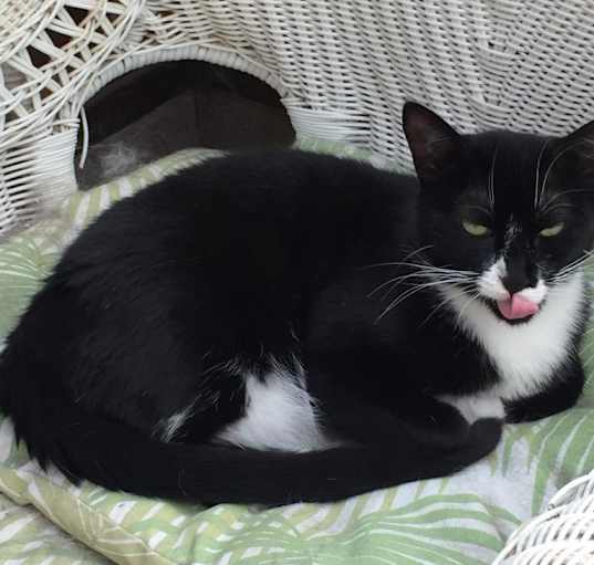 Photo of Oakley