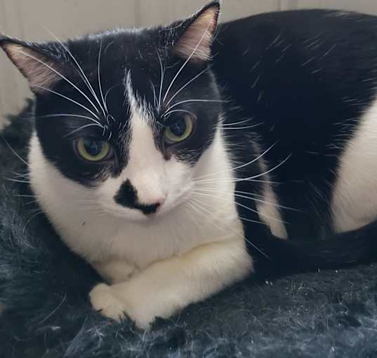 Photo of Buddy
