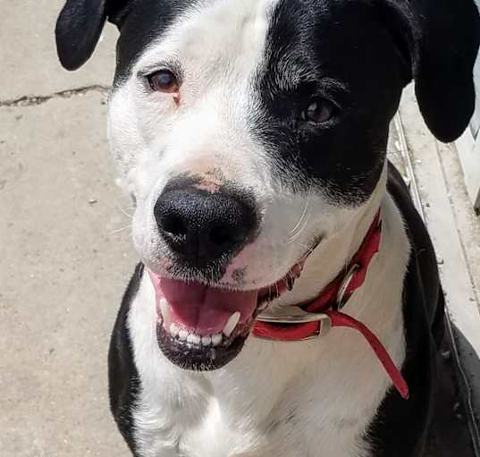 Photo of Archie