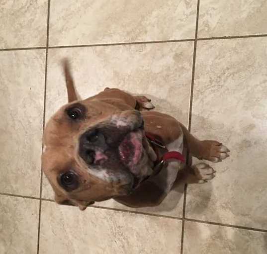 Photo of Pumpkin