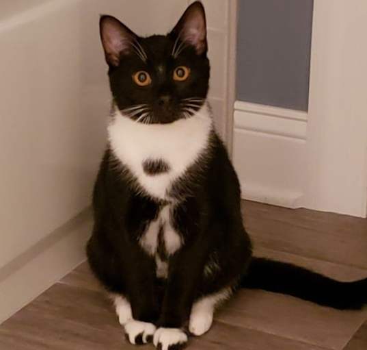 Photo of Jasper and Jett BONDED PAIR