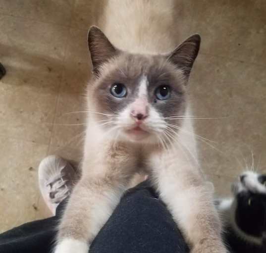 Photo of Oscar