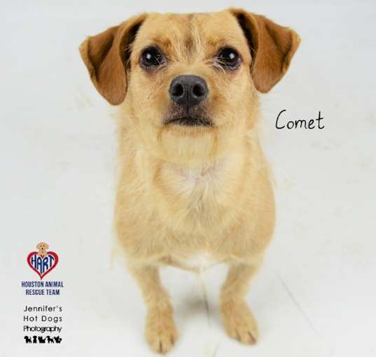 Photo of Comet