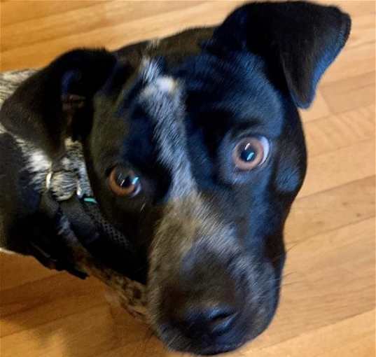 Photo of Pointer
