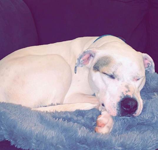 Photo of Luna