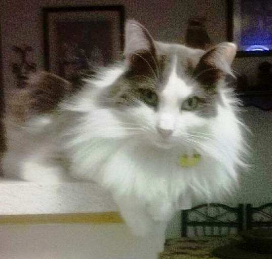 Photo of Milo