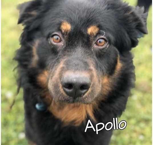 Photo of Apollo