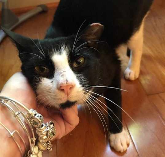 Photo of Tux (FIV +)